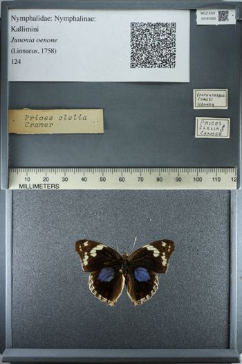 Media type: image;   Entomology 181683